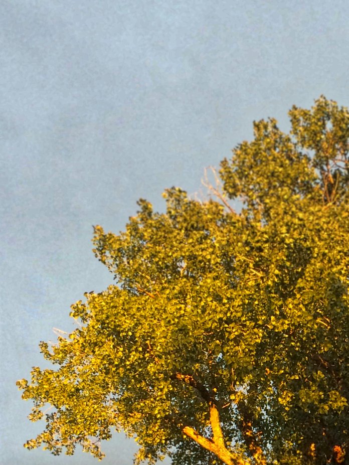 tree in evening light