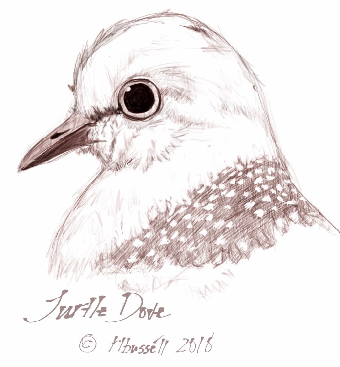 Turtle Dove Sketch © rl busséll 2018