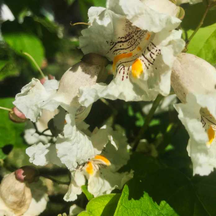 catalpa tree blossoms